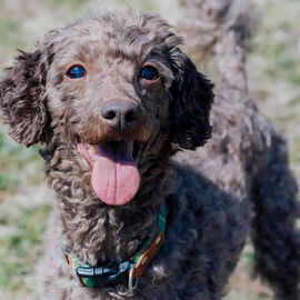 Main image of Finding parks for walking the dog | Tokyo Living Guide