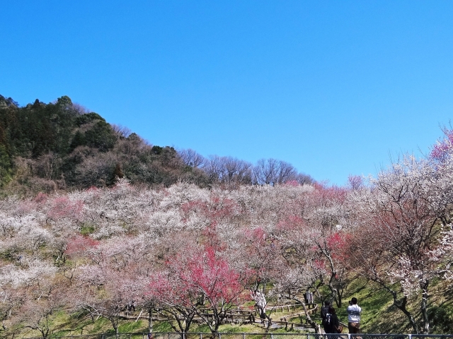 Kogesawa Plum Flower Garden