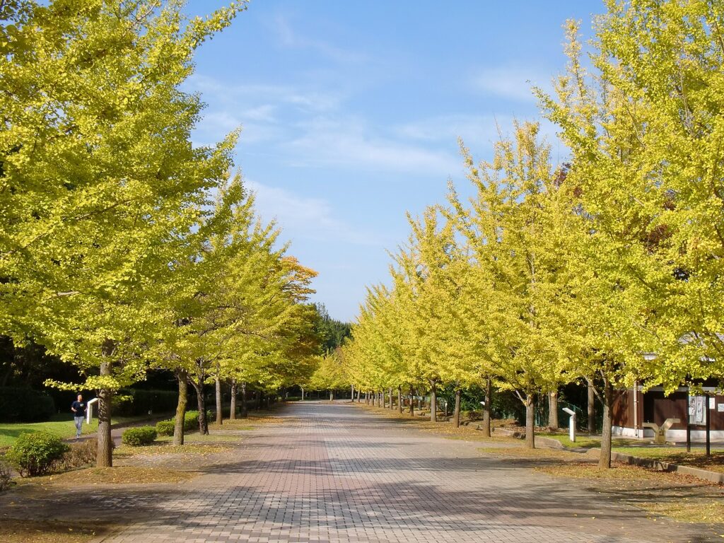 Ginkgo trees at muse park 